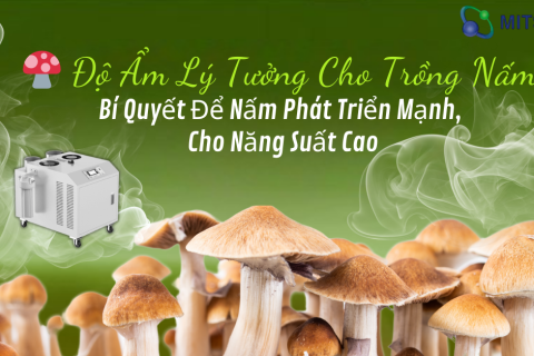  " Độ Ẩm Lý Tưởng Cho Trồng Nấm " – Bí Quyết Để Nấm Phát Triển Mạnh, Cho Năng Suất Cao