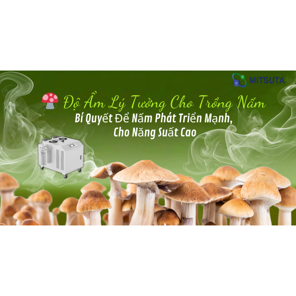  " Độ Ẩm Lý Tưởng Cho Trồng Nấm " – Bí Quyết Để Nấm Phát Triển Mạnh, Cho Năng Suất Cao